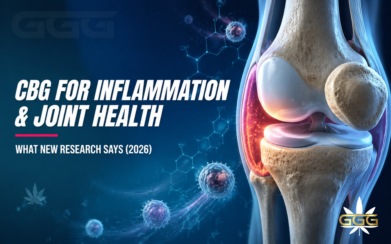 CBG molecule, immune cells, and a scientific joint illustration representing inflammation research.