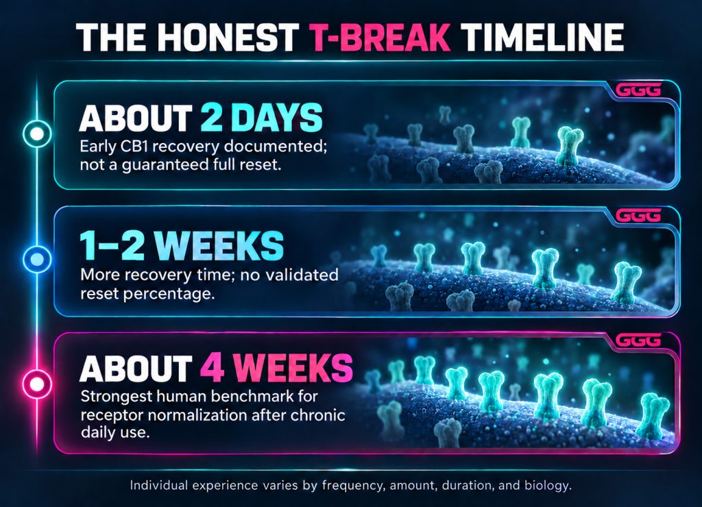 Evidence-based THC tolerance-break timeline comparing two days, one to two weeks, and about four weeks