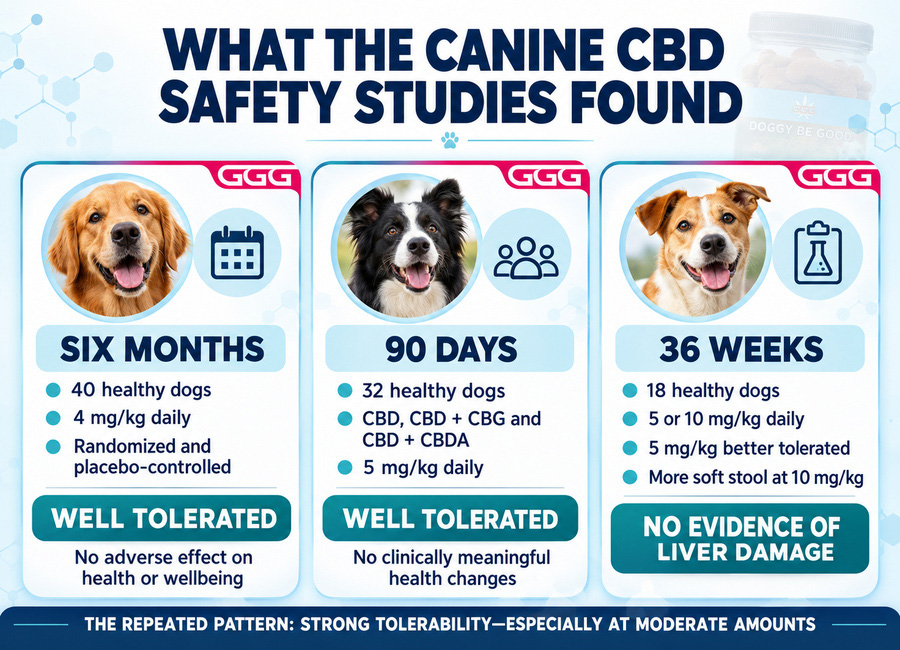 Results from six-month, 90-day and 36-week CBD safety studies in healthy dogs